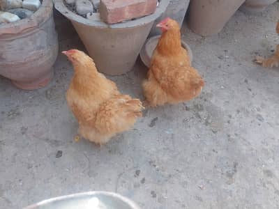 female golden buff Cochin australop  Japanese  bantam chicks  eggs