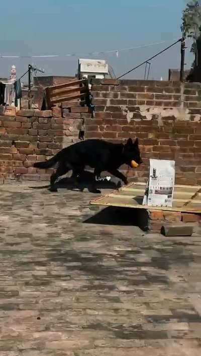 Garman shaft dog full train Good health complet vaccn. pink padigee