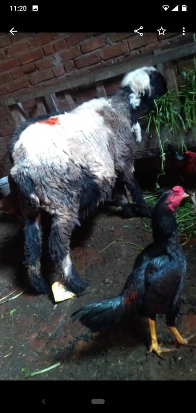 sheep mundri with 1kid