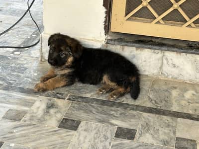 German shepherd full long coat female puppie