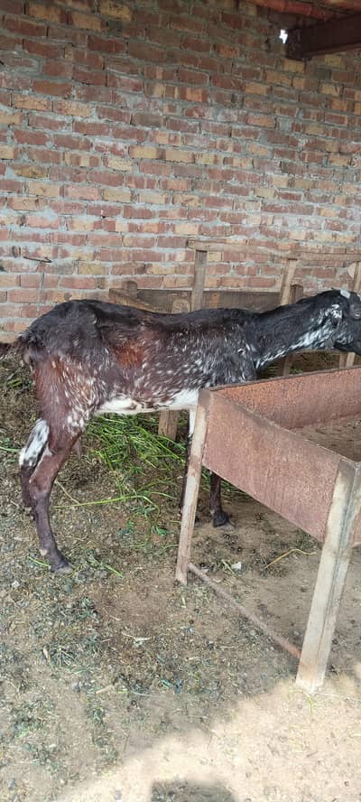 Black goat with two kids