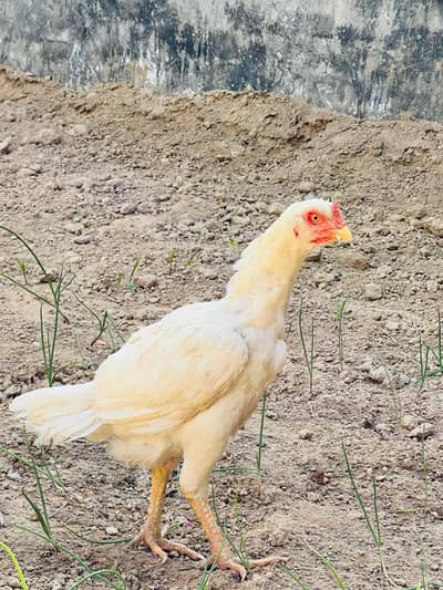 aseel paper white murgi