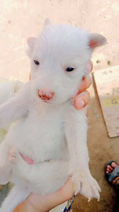Pure Russian dog puppies for sale whatsapp 03161731812