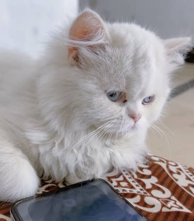 Persian female kitten