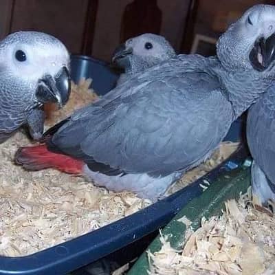 African grey parrot chicks for sale 03217018720