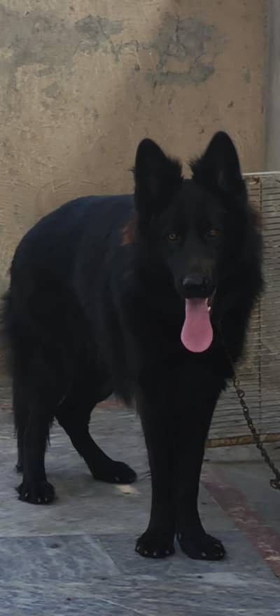 Only for stud not for sale.