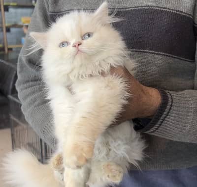 Blue eye persian kitten