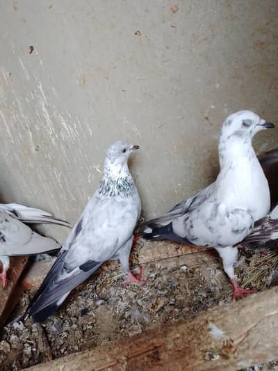 high flyer pigeon fore sale Whatsapp no 03036538118