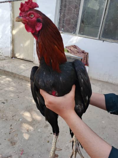 MIAWALI HIGH QUALITY LAKHA PATHA FOR SALE