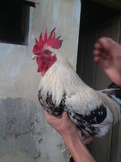 OLD PURE DESI BENGUM DESI HOME BREED BREEDER EGG LYING PAIR FOR SALE