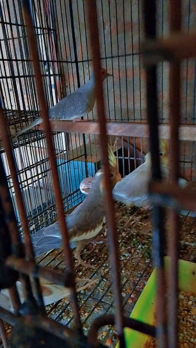 Cocktail patha for sale