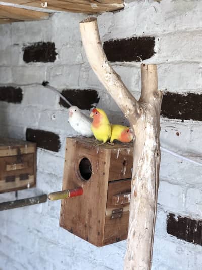 Love birds urgent sale breeder pair 03364760020