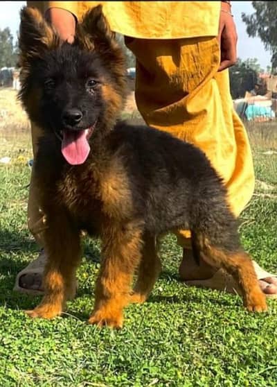 German shepherd mail for sale active and healthy available