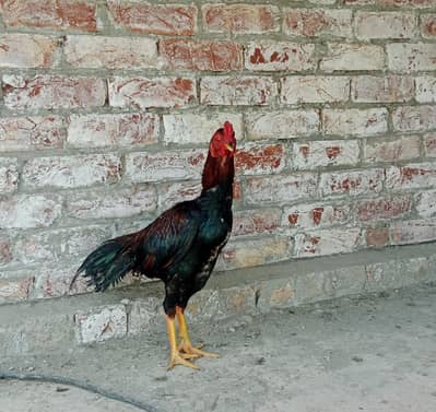 Only interested person contact me