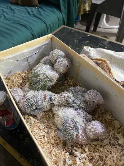 Blue torqoise breeder pair with DNA and yellow sided conure chicks