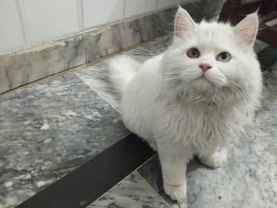Persian Cat for Sale – Healthy & Playful