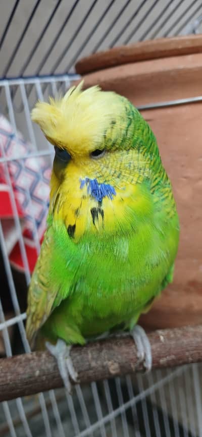 spankle exhibition crust male