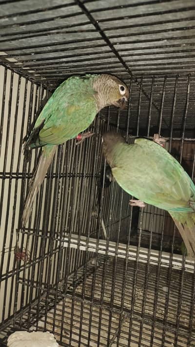 Blue torqoise breeder pair bfbc