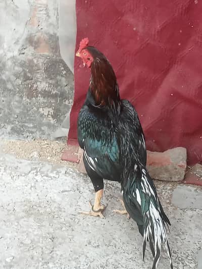 aseel thai for sale ,aseel lasani for sale ,japnese shamo patha for sa