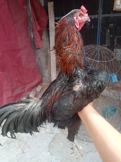 aseel thai for sale ,,japnese shamo patha for sa