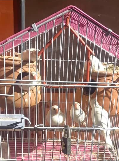 java black aye healthy for sale 5 pices