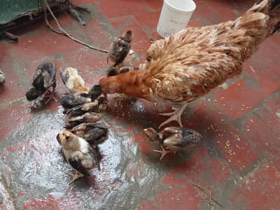 Pure Desi Murgi with 9 chicks
