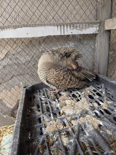 dhakni breeder teetar male healthy and active for sale