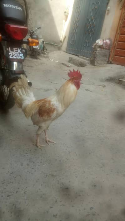 2 murgi 2 murgay micri