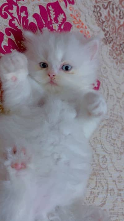 PERSIAN HIGH QUALITY KITTENS