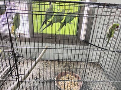 green ringneck breeding pair for sale