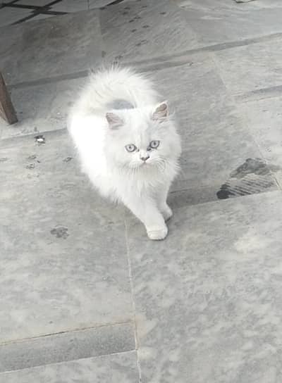 Persian Kittens | Female | White kitten  | Double Coated Kitten