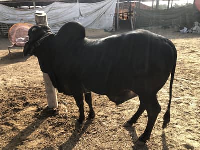 BLACK BACHRA FOR SALE