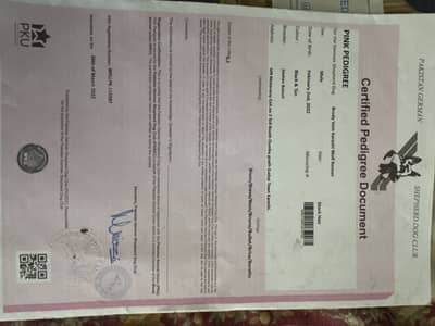 King German Shepherd