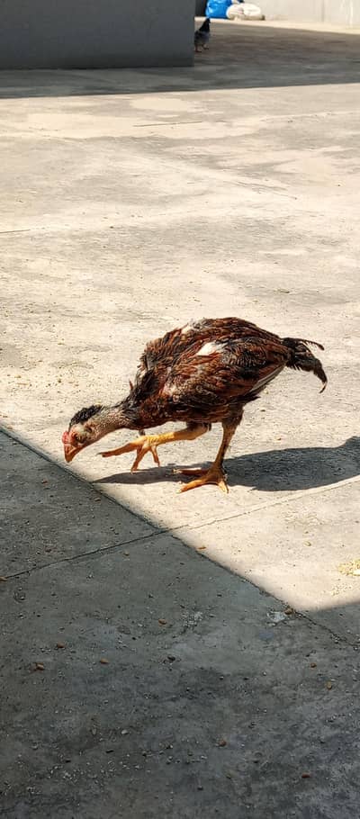 lakha aseel chick for sale