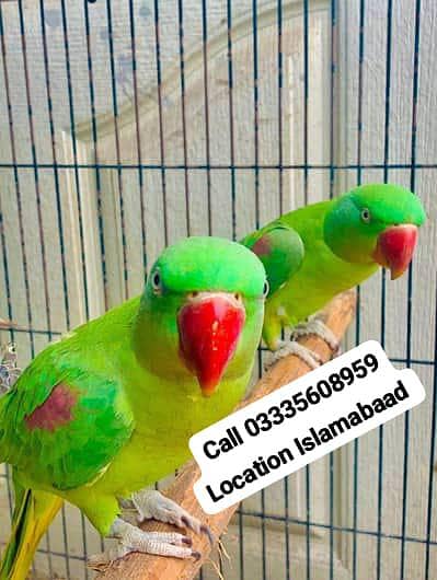 Raw Parrots Friendly Pair Jumbo Size Male/Female