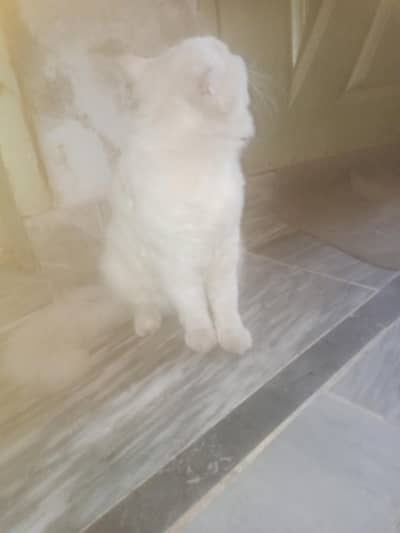 Persion cat male double court