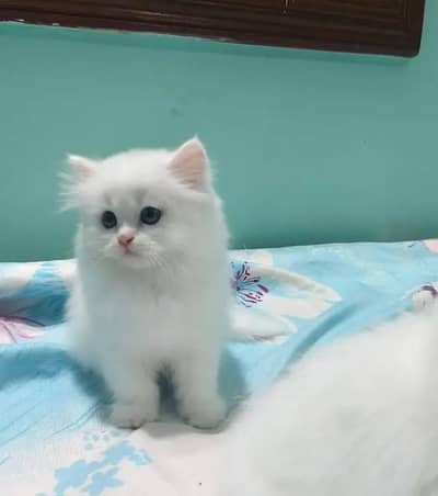 Persian female kitten for sale My WhatsApp number 0321-83-87-945