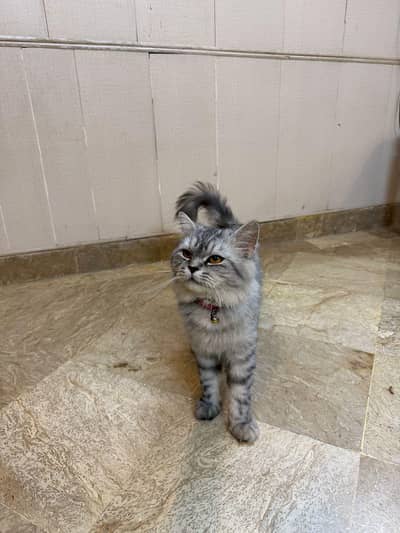 i want to sold my pet name akeera  doll face persian cat