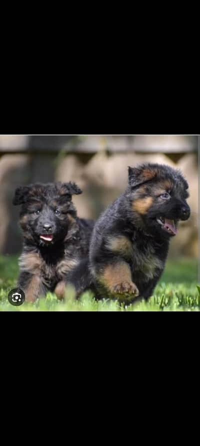 German Shaperd Puppies Top Quality
