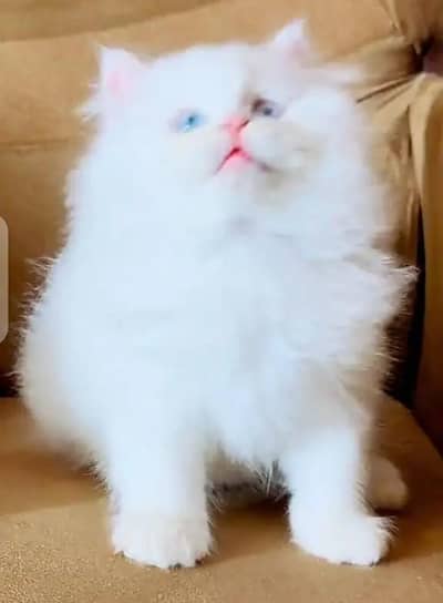 Persian female kitten for sale My WhatsApp number 0321-83-87-945