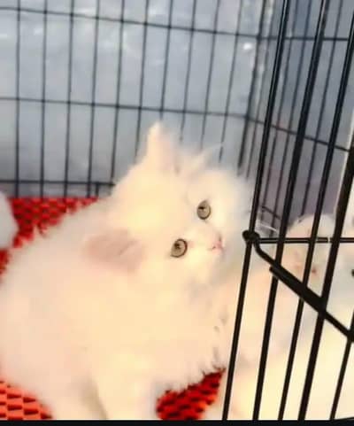 Persian cat for sale my WhatsApp number  0329-38-19-821