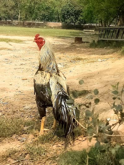 mainvali + Sindhi murga