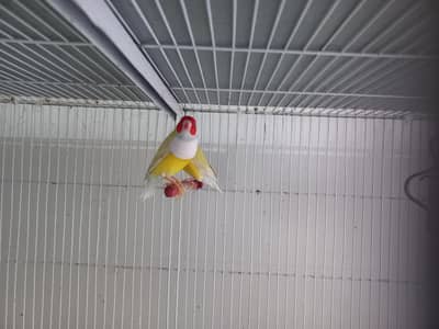 Yellow back Lady Gouldian