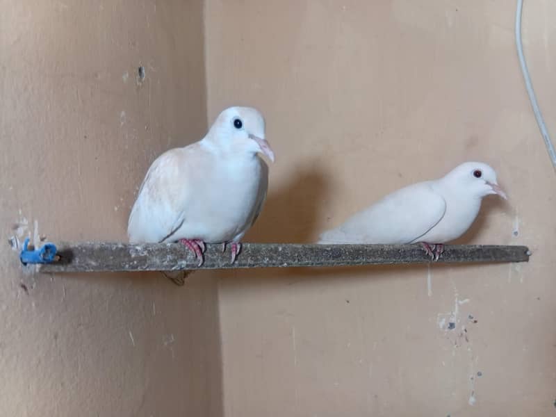 doves 1