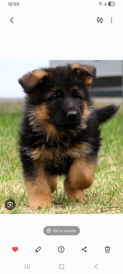 GSD Puppies Long Coated Healthy