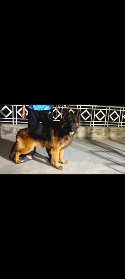 GSD Puppies Long Coated Healthy home Addoption