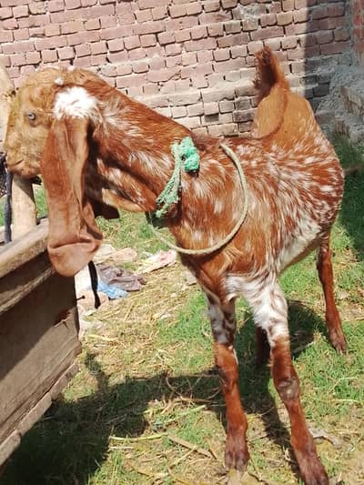 goat for sale