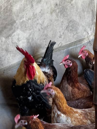 گولڈن مصری مرغیاں برائے فروخت