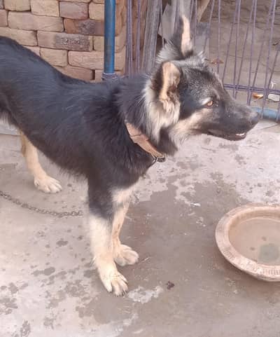 German shepherd cross alsetion dog 03 16 85 49 364