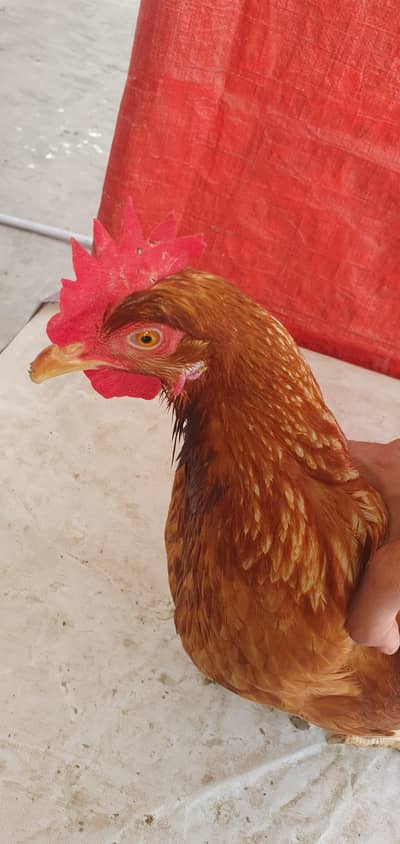 Lohman brown hen for sale